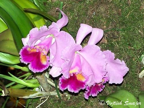 Lc Culminant 'La Tuilerie'